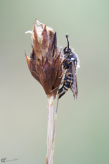 Bembecia ichneumoniformis