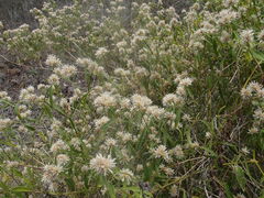 Alternanthera echinocephala