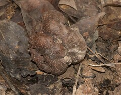 Daldinia childiae