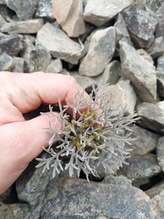 Lignocarpa carnosula