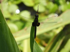 Erythemis attala