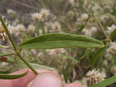 Alternanthera echinocephala