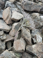 Lignocarpa carnosula