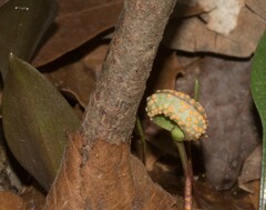 Puccinia mariae-wilsoniae