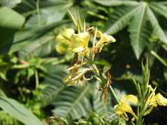 Canna glauca