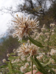 Alternanthera echinocephala