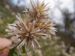 Alternanthera echinocephala
