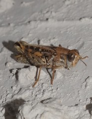 Calliptamus barbarus