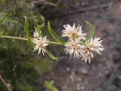 Alternanthera echinocephala