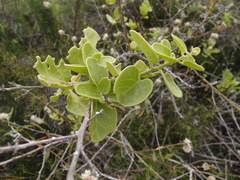 Alternanthera echinocephala