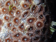 Zoantharia