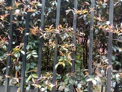 Syzygium paniculatum