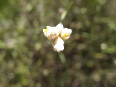 Alternanthera filifolia