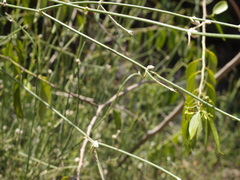 Alternanthera filifolia