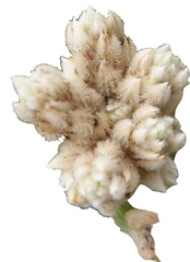 Alternanthera filifolia