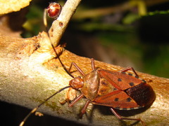 Urochela quadrinotata