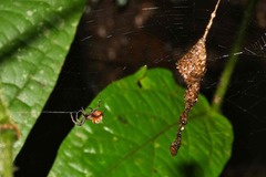 Spilasma duodecimguttata