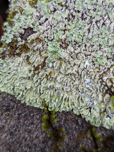 Streaked Rosette Lichen