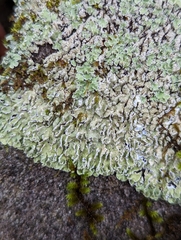 Streaked Rosette Lichen
