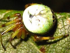 Bijoaraneus