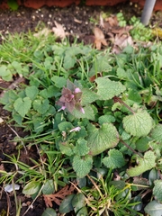 Lamium purpureum
