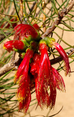 Melaleuca chrysantherea