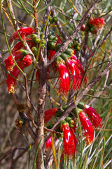 Melaleuca chrysantherea