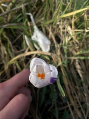 Crocus neapolitanus