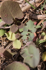 Sonchus tenerrimus tenerrimus