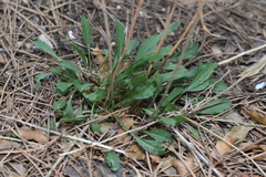 Lepidium graminifolium