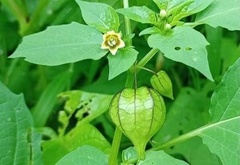 Physalis angulata