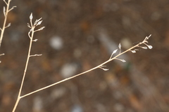 Lepidium graminifolium