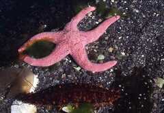 Pisaster brevispinus