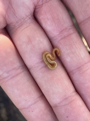 Haplophilus subterraneus