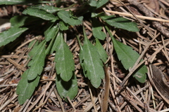 Lepidium graminifolium