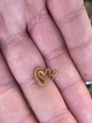 Haplophilus subterraneus