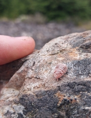 Coelostomidia