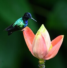 Boissonneaua jardini