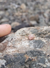 Coelostomidia
