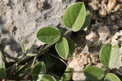 Bituminaria bituminosa