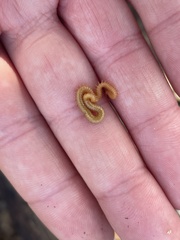 Haplophilus subterraneus