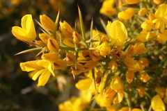 Ulex parviflorus parviflorus