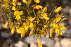 Ulex parviflorus parviflorus