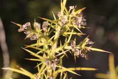 Ulex parviflorus parviflorus