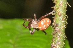 Spilasma duodecimguttata