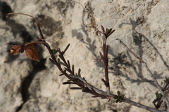 Fumana ericifolia