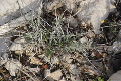 Convolvulus lanuginosus