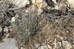 Convolvulus lanuginosus