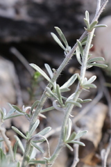 Convolvulus lanuginosus