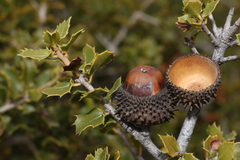 Quercus coccifera coccifera